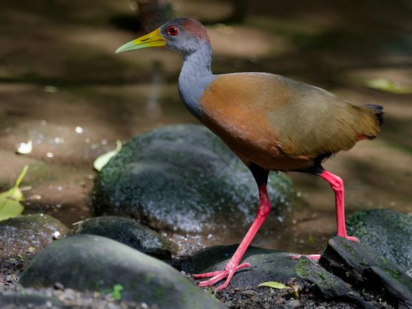 <h3><a href="/trips/costa-rica/biota/animalia/chordata/aves/gruiformes/rallidae/aramides albiventris/aramides albiventris-nl.html">Aramides&nbsp;albiventris</a> / Russet‑naped&nbsp;wood‑rail / Witbuikbosral</h3>OM-1 met OLYMPUS M.40-150mm F2.8, 1/800 sec  bij F2.8, ISO 1250, afstand 5.49&nbsp;m